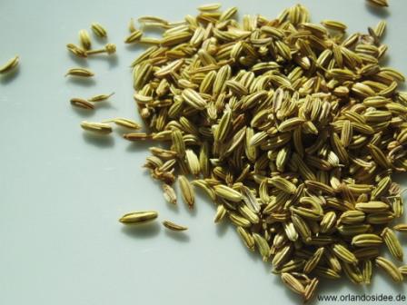 AROMA SEMI DI FINOCCHIETTO SELVATICO T/S INDIA 1KG